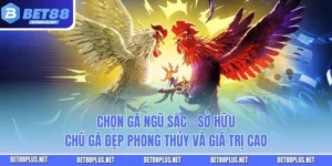 Chọn Gà Ngũ Sắc - Sở Hữu Chú Gà Đẹp Phong Thủy Và Giá Trị Cao