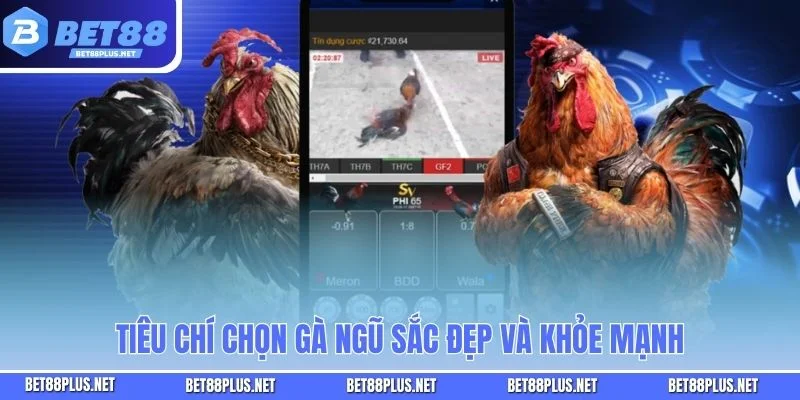 Tiêu chí chọn gà ngũ sắc đẹp và khỏe mạnh