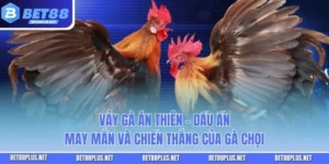 Vảy Gà Án Thiên - Dấu Ấn May Mắn Và Chiến Thắng Của Gà Chọi